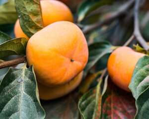 柿子发涩麻嘴巴，往皮上抹点“酒”，放3天，拿出来香甜…