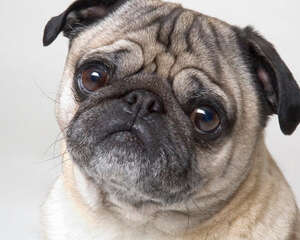 如何帮狗狗滴眼药水