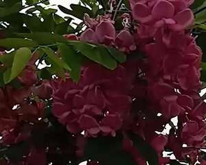 槐花