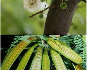 银合欢属品种介绍
