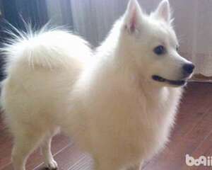 导致银狐犬太瘦的原因都有哪些？