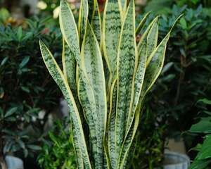 金边虎皮兰的作用