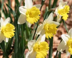 开花劳模就是它，1盆能开30朵，开起花来不要命！