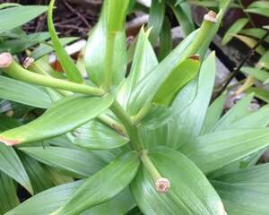 3种花，不要随便剪叶子，否则剪完不开花，亏了！