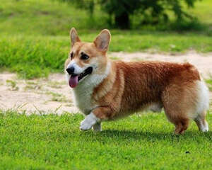 威尔士柯基犬智商高吗