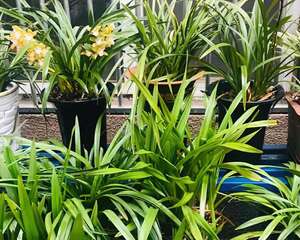 养这花不用土，装进塑料袋喷喷水，竟然越长越好！