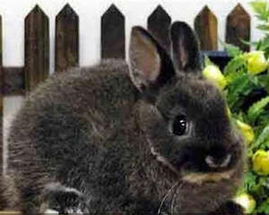 多瓦夫兔的生活环境