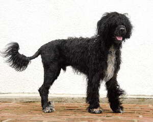 葡萄牙水犬的性格特点