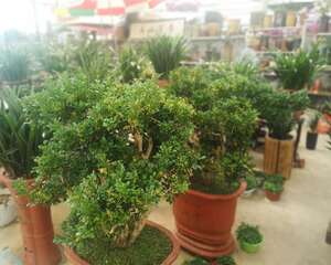 米兰虫害及防治方法