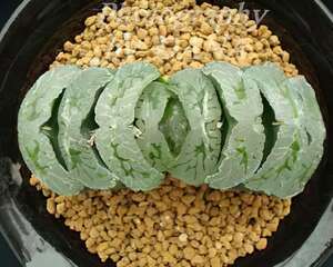 玉扇的繁殖方法