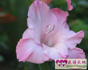 唐菖蒲的花语：用心