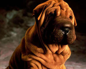 是否怀孕了就一定不能养狗