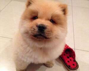 宠物狗托运需注意什么