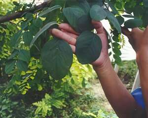 详谈四倍体刺槐