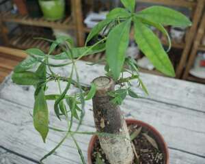 发财树怎么修剪