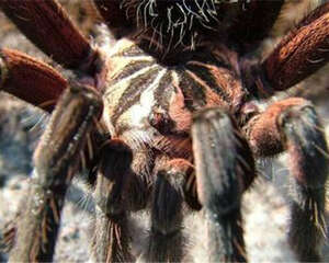 哥伦比亚镭射的品种简介