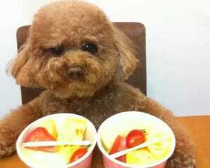 四种可以给狗狗吃的人类食物，可以给狗狗吃的人类食物