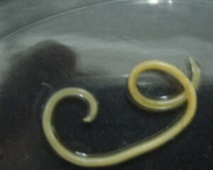 关于狗狗驱虫的相关事宜