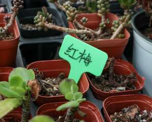 红梅盆栽养殖方法