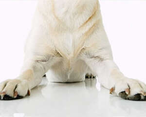 你的狗狗爪子健康吗？