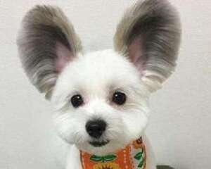 蝴蝶犬串串智商高吗？蝴蝶犬串串怎么训练？