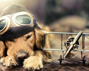 影响狗狗皮肤的因素有哪些