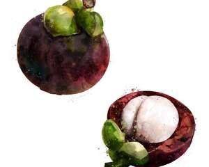 盆栽山竹几年能结果