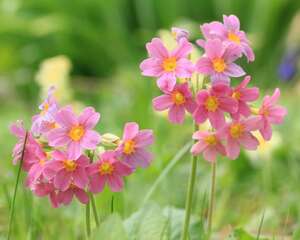 报春花怎么种植