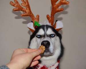 狗狗可以吃香蕉吗，有何影响？