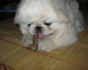 帮狗狗减肥的正确方法