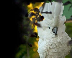 雨伞凤头鹦鹉的生活环境如何