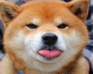 柴犬要多大才适合训练？