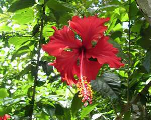 能抗癌6大观赏植物(图)