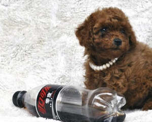 狗狗有无狂犬病可能性的判断