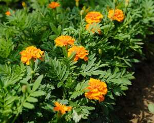 万寿菊冬天能开花吗