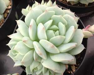 静夜 Echeveria derenbergii