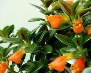 金鱼吊兰的繁殖方法