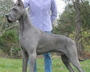 如何预防狗狗食物中毒