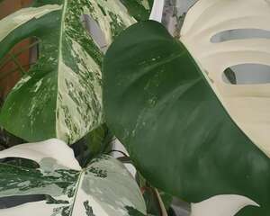 别养绿萝了！这6种耐阴花，上档次、有格调，随便养一盆特美！