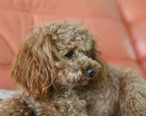 关于贵宾犬该怎么喂食的问题