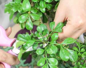 怎样让米兰花天天开花
