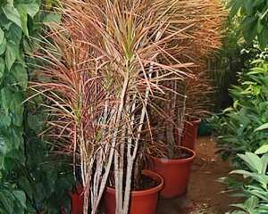 用植物净化室内环境污染