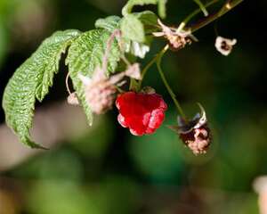 树莓的种植方法