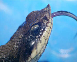 猪鼻蛇的生活环境