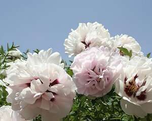 紫斑牡丹的种植要点