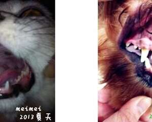 给您的爱宠吃什么才是更好的