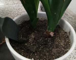 种植君子兰用什么土好