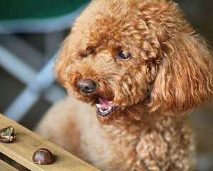 盘点不容易掉毛的六种狗狗，不容易掉毛的狗狗有哪些