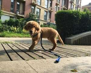 狗狗走路不稳的原因都有哪些？