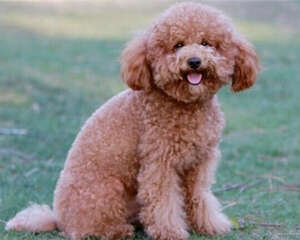 犬冠状病毒的症状